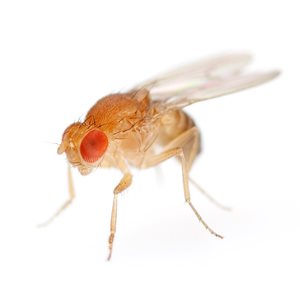 DNA Fruit Flies