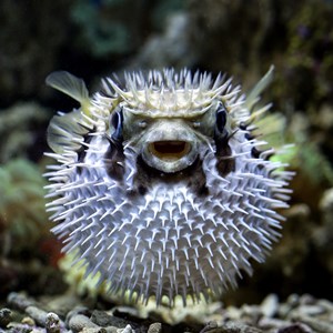 Puffer Fish Fact