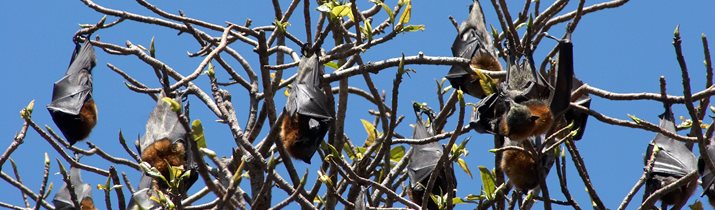 Fun Bat Facts