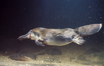 Interesting Platypus Fact
