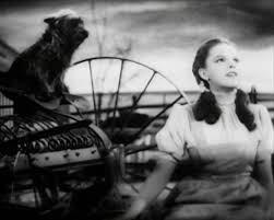 Facts about Movie Dogs