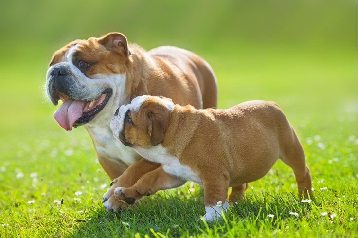 Fun Dog Fact