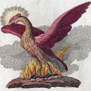 Interesting Phoenix Fact
