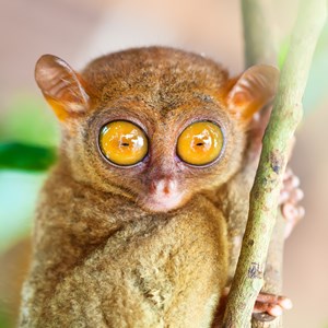 Interesting Indonesian Animal Fact