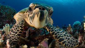 Interesting Turtle Facts