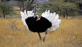 Compelling Ostrich Facts
