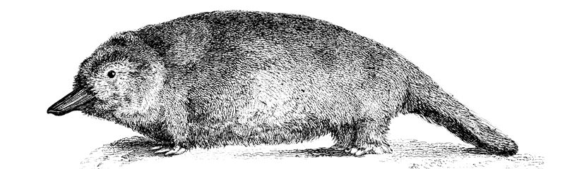 Platypus Facts