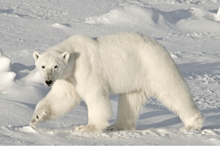 Interesting Polar Bear Facts