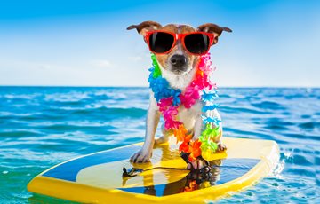 Interesting Surfing Dog Facts