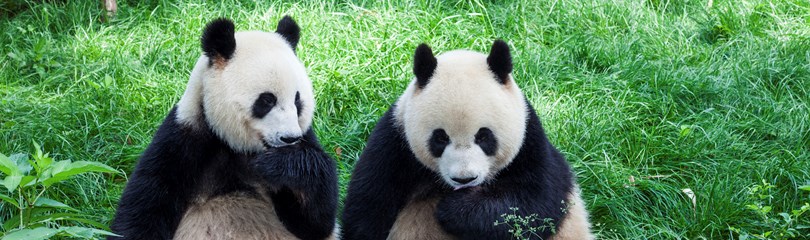 Panda Facts