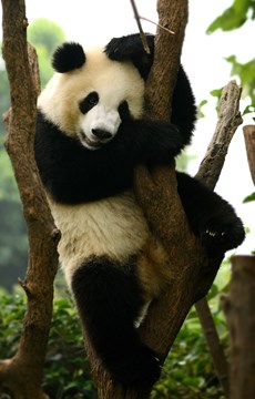 Amazing Panda Fact
