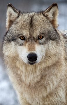 Minnesota Gray Wolf Fact