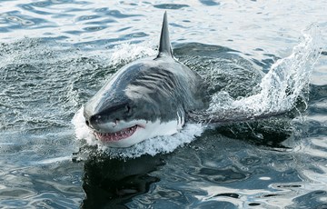 Great White Shark