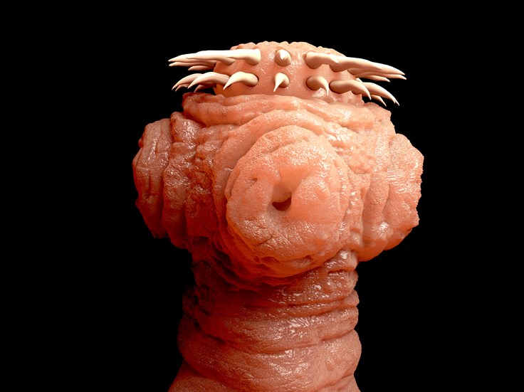 Interesting Tapeworm Fact