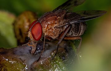 Gross Fly Facts