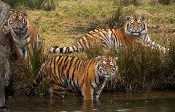 Ambush of Tigers