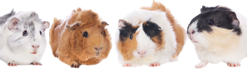 Cavy Facts