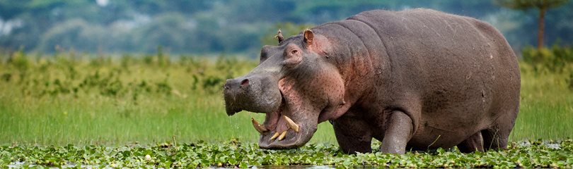 Hippo Facts