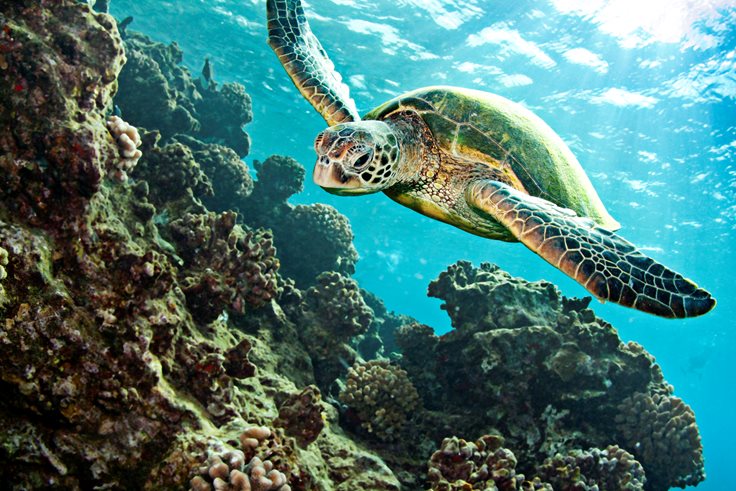Samoa Turtle Fact