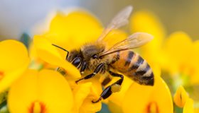 Facts about Bees