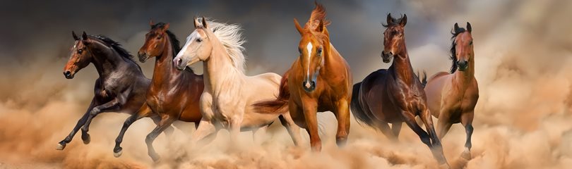 What are some fun horses facts?