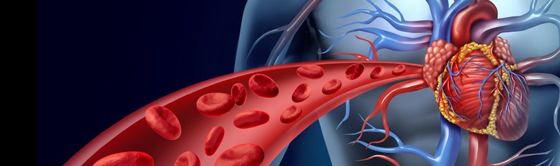 Human Heart Facts