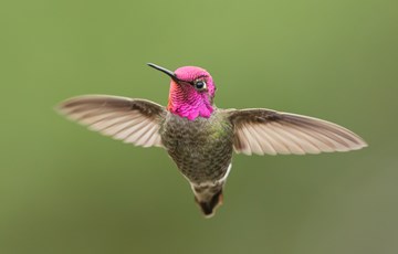 Hummingbird Feathers