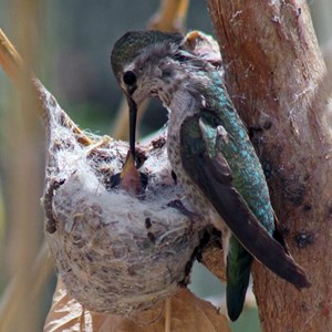 Hummingbird Nest Fact