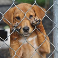 Animal Abuse Facts
