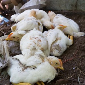 Interesting Bird Flu Fact