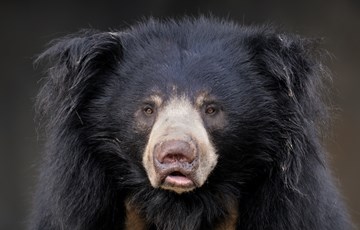 Interesting Baloo Fact