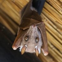 Bat Facts