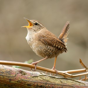 European wren Facts