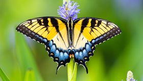 Fun butterfly fact