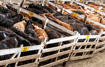 Interesting Animal Processing Fact