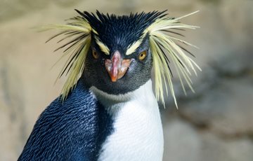 Interesting Penguin Facts