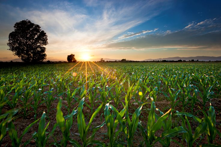 Corn Farming