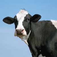 Fun Cow Fact