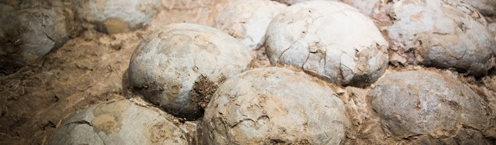 Interesting Dinosaur Egg Facts