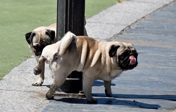 Interesting Puppy Fact