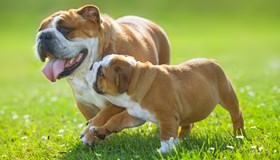 Dog Facts