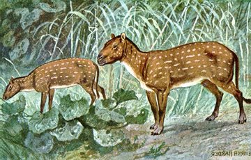 What is the evolution of the horse?