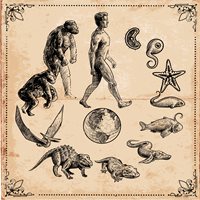 Evolution Facts