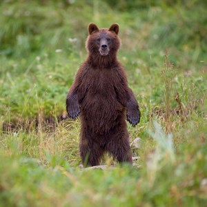 Interesting Bear Myth Fact