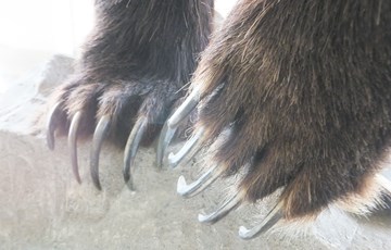 Interesting Bear Claw Fact