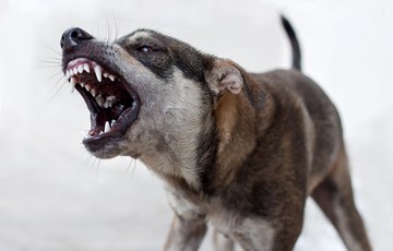 Interesting Dog Bite Fact