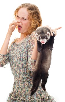 Interesting Fact about Ferrets