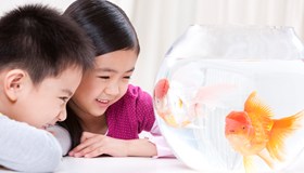 Fish Facts