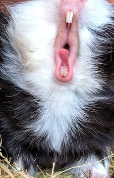 Fun Fact about Guinea Pigs