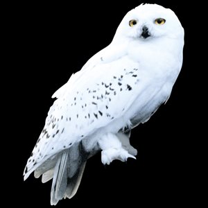Interesting Hedwig Fact